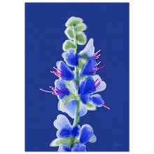Load image into Gallery viewer, Blueweed
