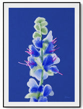 Load image into Gallery viewer, Riso art print of Swedish blueweed wildflower in layered indigo and teal, minimalist Nordic botanical illustration