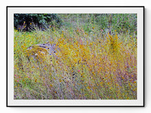 Load image into Gallery viewer, Wildflower Melody