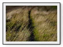 Load image into Gallery viewer, Photography — tall grasses along a path, shallow depth of field, by Hans Bäckström — NEAT Stockholm