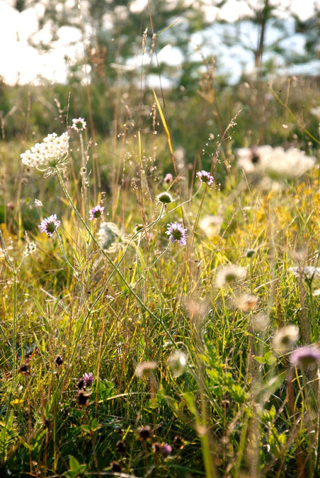 Fields