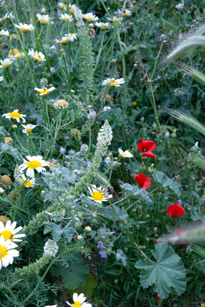 A photograph of a blooming field with daisies, poppies, grass and other wildflower, taken in Monvemvasia, Greece.