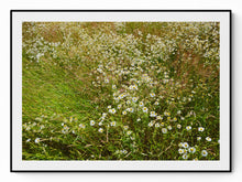 Load image into Gallery viewer, Photography — sun-lit field outside Stockholm, daisies in tall summer grass, by Hans Bäckström — NEAT Stockholm
