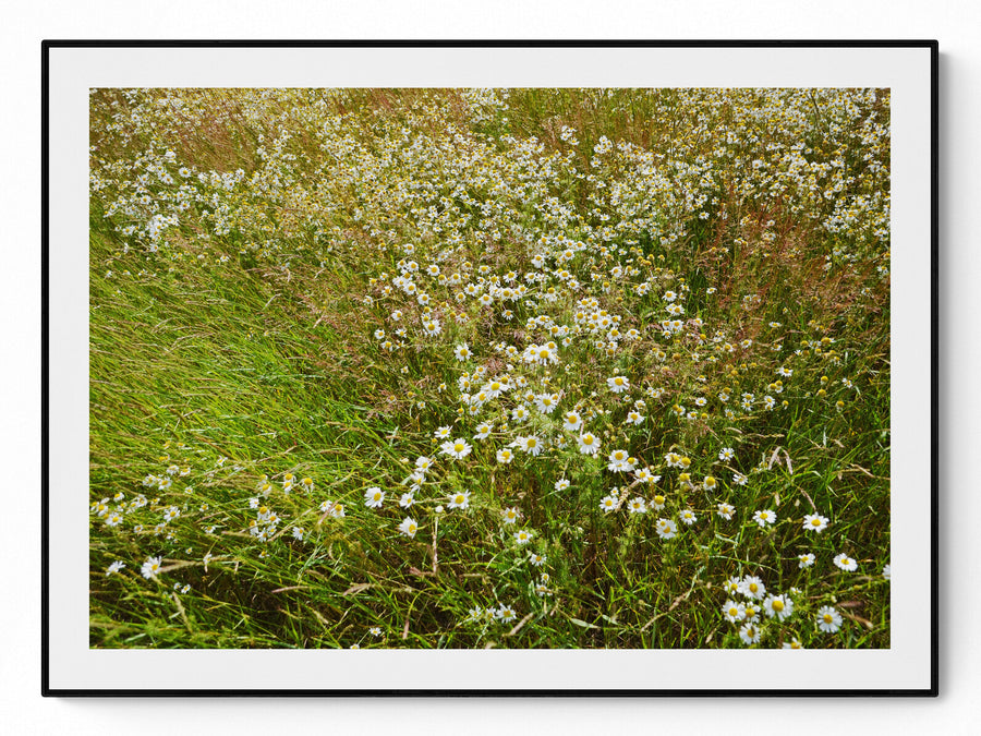 Photography — sun-lit field outside Stockholm, daisies in tall summer grass, by Hans Bäckström — NEAT Stockholm