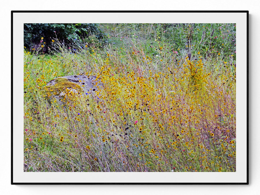 Photography — wildflowers and weeds in an unkept Swedish field, by Hans Bäckström — NEAT Stockholm
